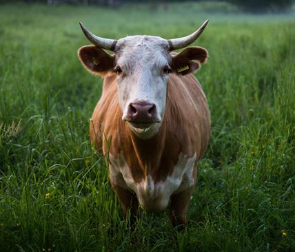 Cow